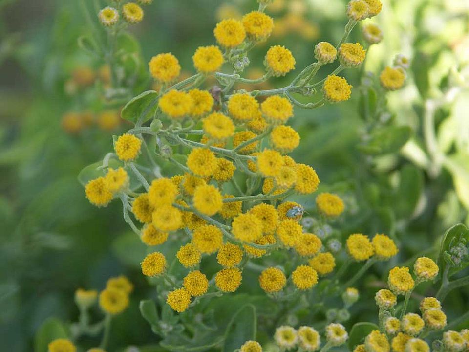 Tanacetum balsamita – Balsamkraut (Asteraceae)