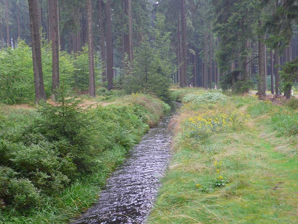 Umbau des Fichtenforstes am Bruchberg zu naturnäheren Buchenbeständen