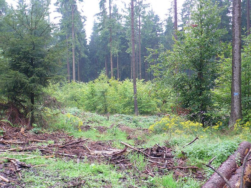 Umbau des Fichtenforstes am Bruchberg zu naturnäheren Buchenbeständen