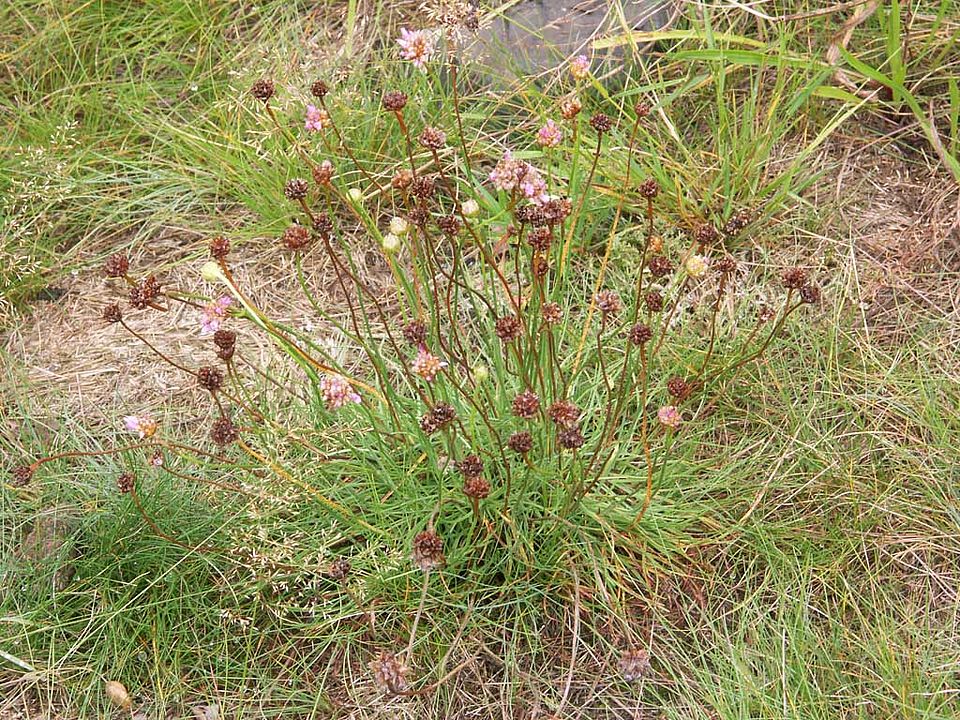Schwermetallvegetation bei Goslar-Oker Armeria maritima ssp. halleri