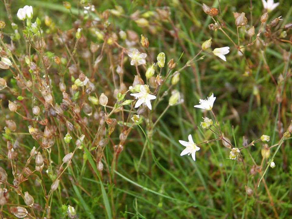 Schwermetallvegetation bei Goslar-Oker Minuartia veon ssp. hercynia