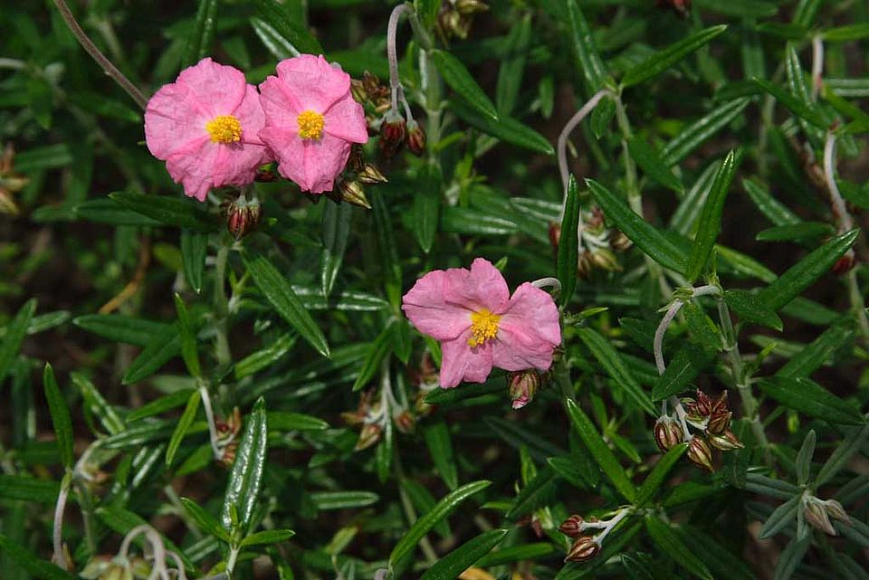 Helianthemum scopulicolum – Mallorquinisches Sonnenröschen (Cistaceae), Endemit der Insel Mallorca