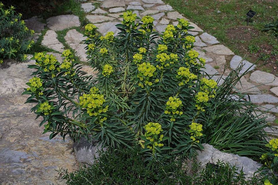 Euphorbia margalidiana – Margalida-Wolfsmilch (Euphorbiaceae), Endemit der Insel Ibiza