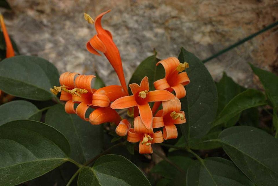Pyrostegia venusta – Feuerranke (Bignoniaceae), aus Brasilien