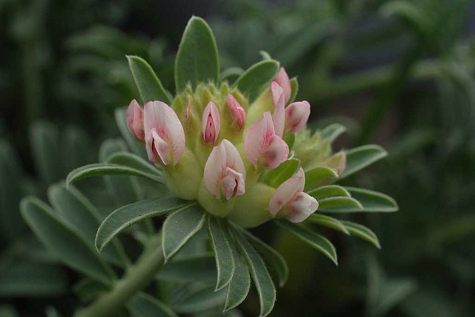 Anthyllis vulneraria ssp. balearica – Balearen-Wundklee (Fabaceae), Endemit der balearischen Inseln