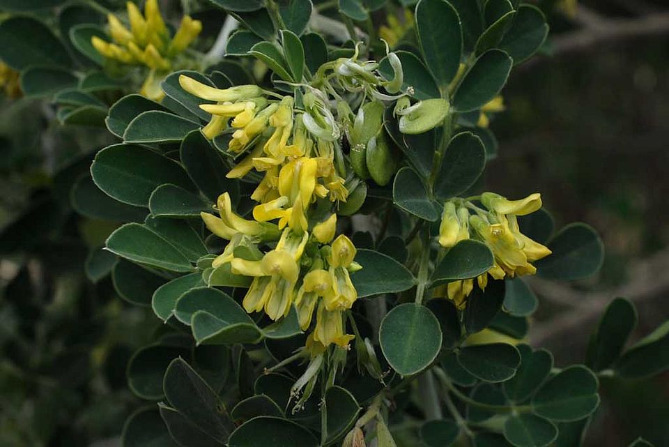 Medicago citrina – Zitronengelber Strauch-Schneckenklee (Fabaceae), Endemit der Insel Cabrera