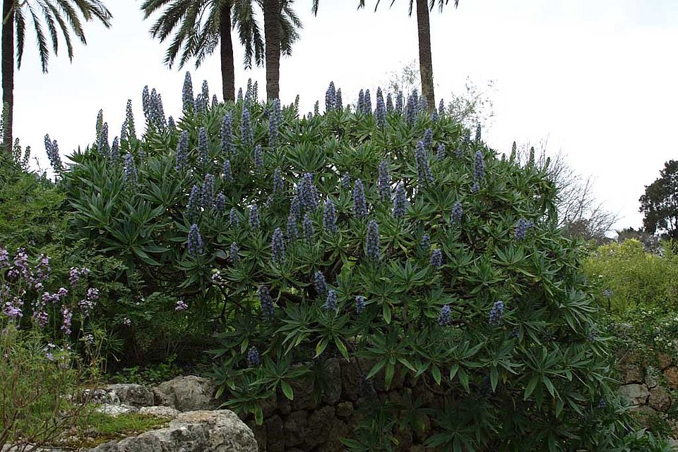Echium candicans – Madeira-Natternkopf (Boraginaceae), Endemit von Madeira und den kanarischen Inseln