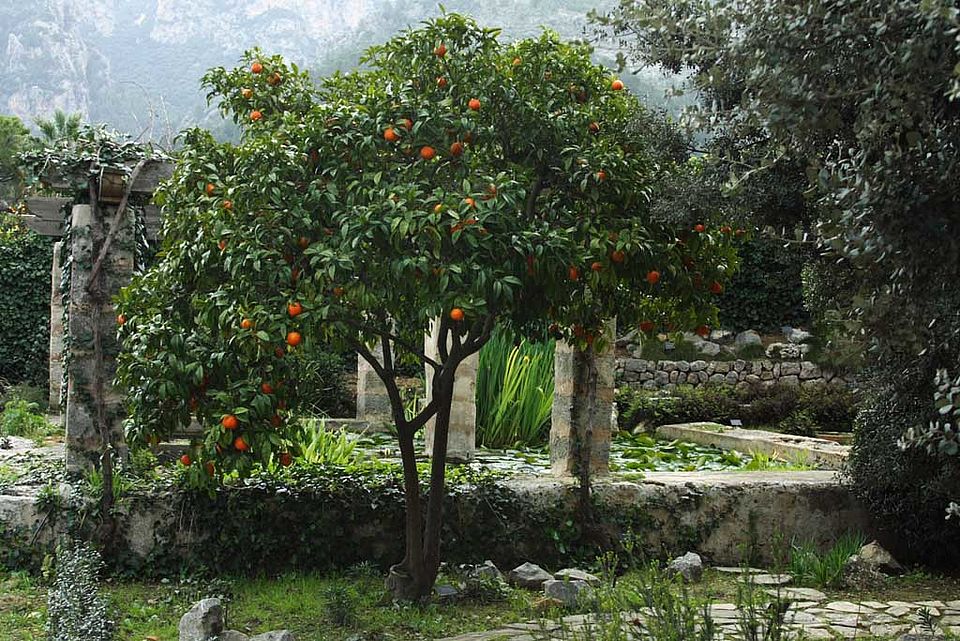 Citrus aurantium – Pomeranze (Rutaceae), aus Ostasien