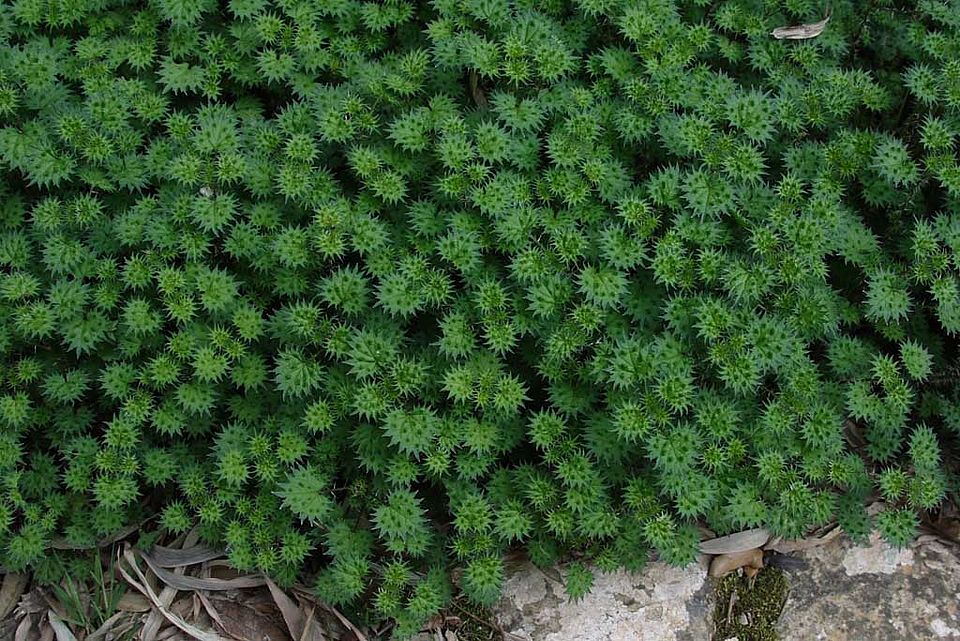 Urtica atrovirens ssp. bianorii – Bianors Dunkelgrüne Brennessel (Urticaceae), Endemit der balearischen Inseln