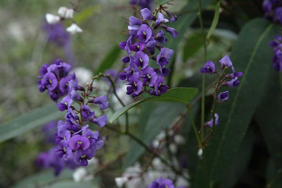 Hardenbergia violacea – Purpur-Korallenerbse (Fabaceae), aus Australien