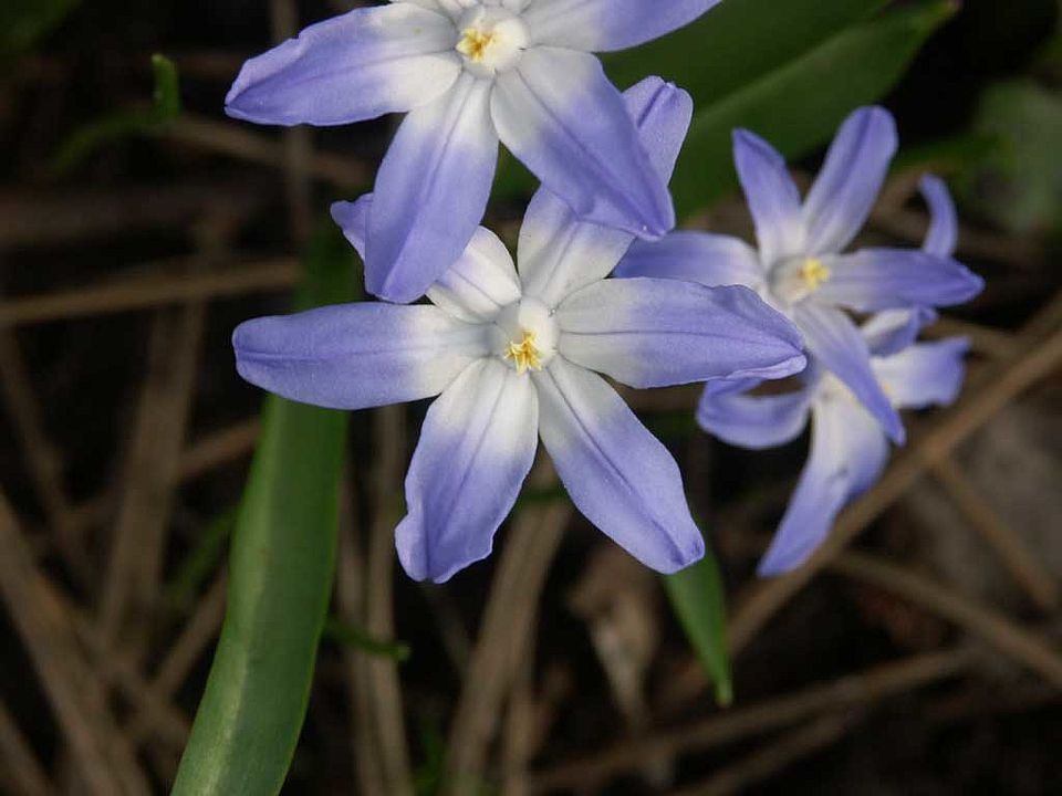 Chionodoxa luciliae  - Gewöhnliche Sternhyazinthe (Hyacinthaceae)