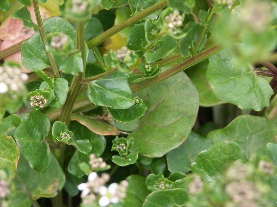 Cochlearia officinalis – Echtes Löffelkraut (Brassicaceae)