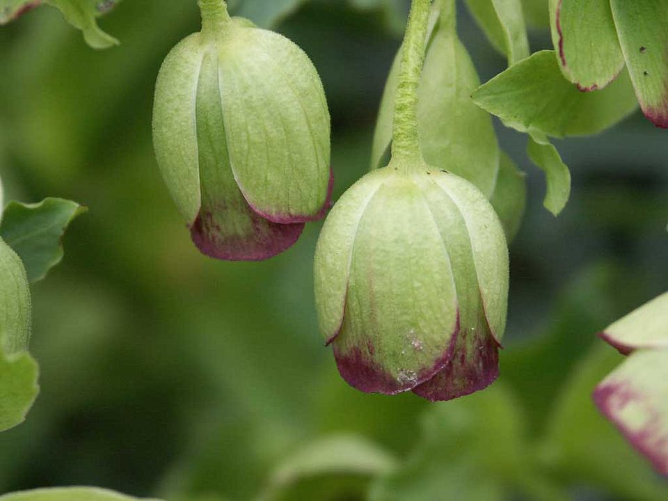 Helleborus foetidus – Stinkende Nieswurz (Ranunculaceae)