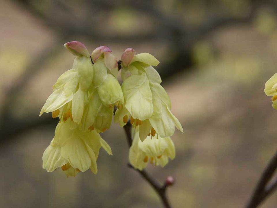 Corylopsis pauciflora – Armblütige Scheinhasel (Hamamelidaceae)