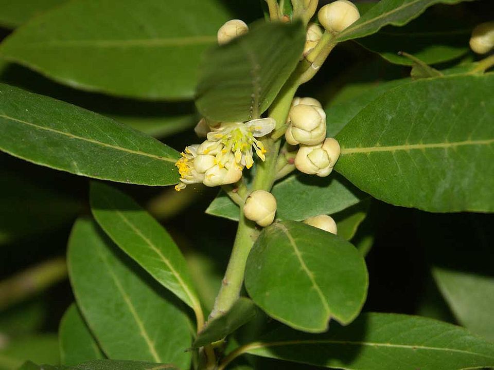 Laurus nobilis – Lorbeerbaum (Lauraceae)