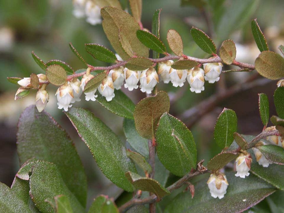 Chamaedaphne calyculata – Torfgränke (Ericaceae)
