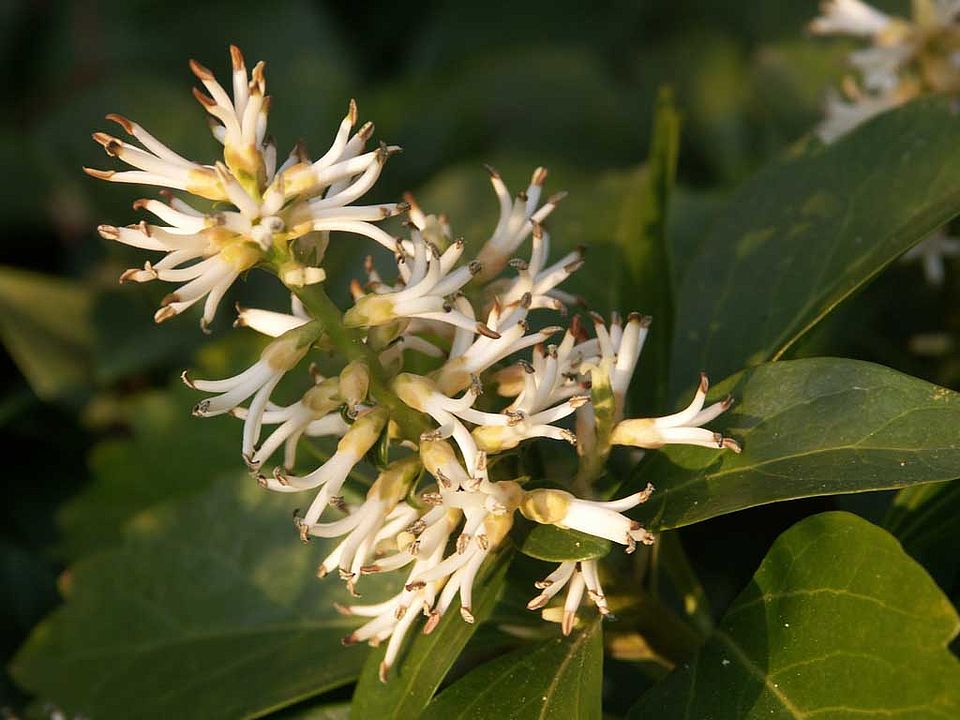 Pachysandra terminalis – Japanischer Ysander (Buxaceae)