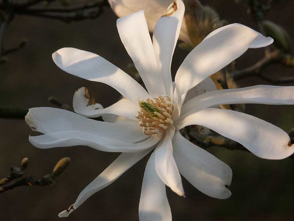 Magnolia stellata – Stern-Magnolie (Magnoliaceae)