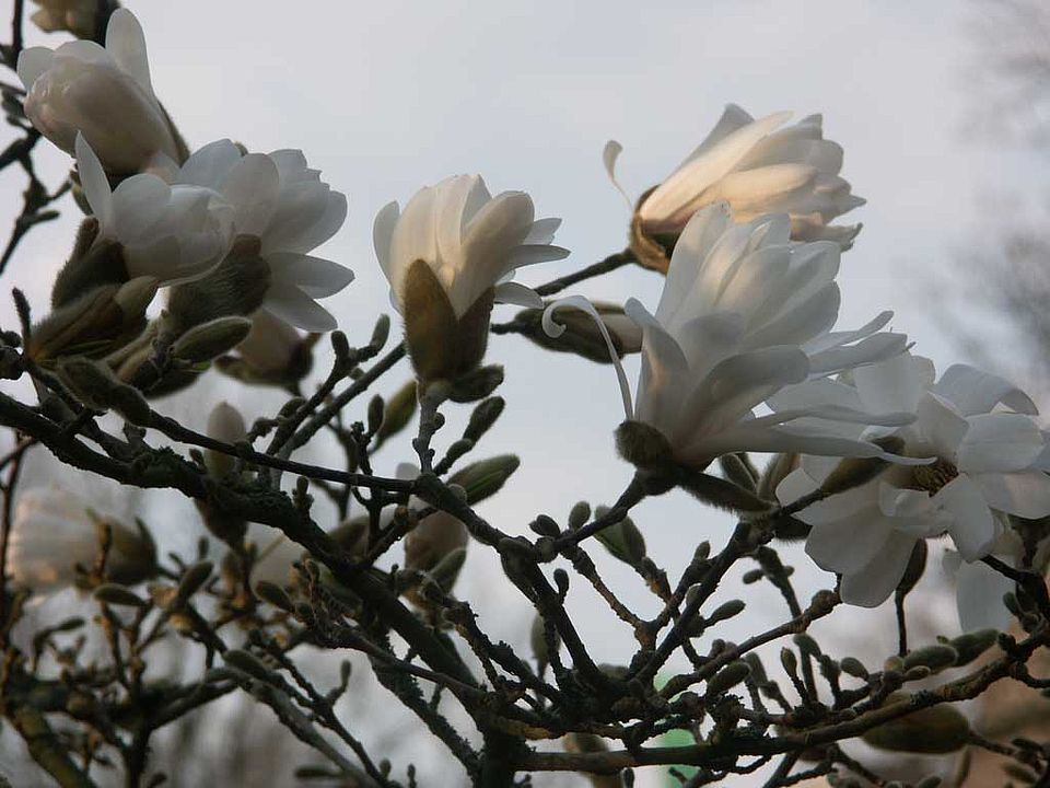 Magnolia stellata – Stern-Magnolie (Magnoliaceae)