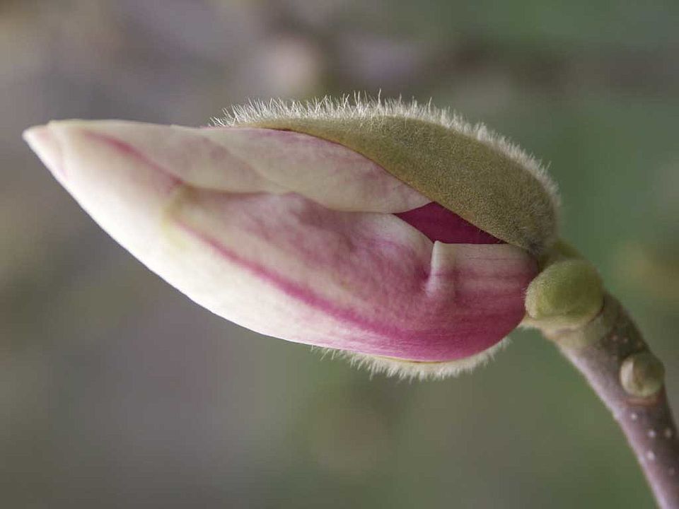 Magnolia x soulangeana – Tulpen-Magnolie (Magnoliaceae)