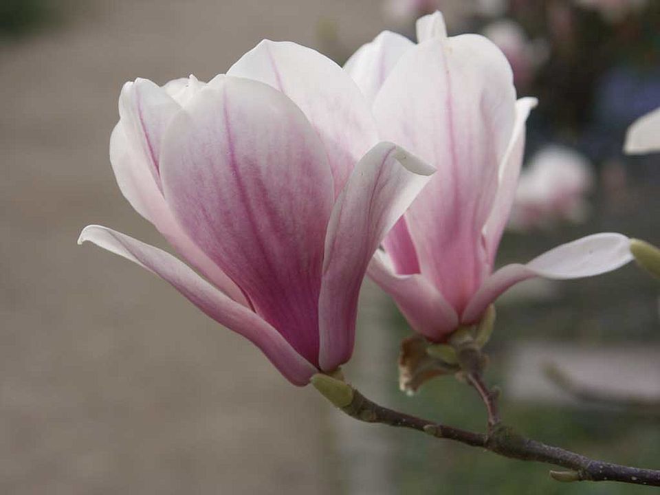 Magnolia x soulangeana – Tulpen-Magnolie (Magnoliaceae)