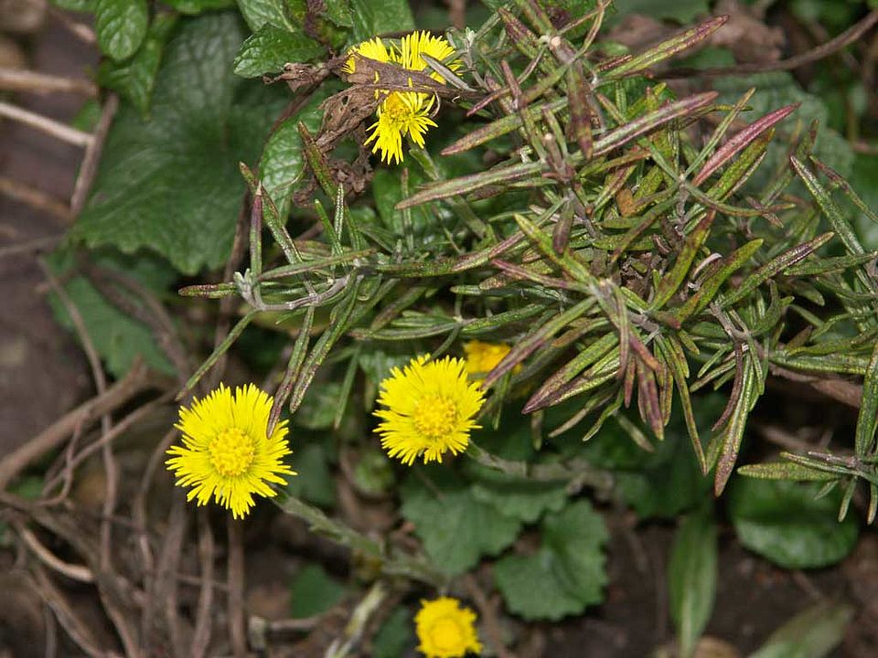 Tussilago farfara – Huflattich (Asteraceae)