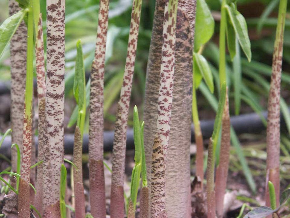 Dracunculus vulgaris – Gewöhnliche Schlangenwurz (Araceae)