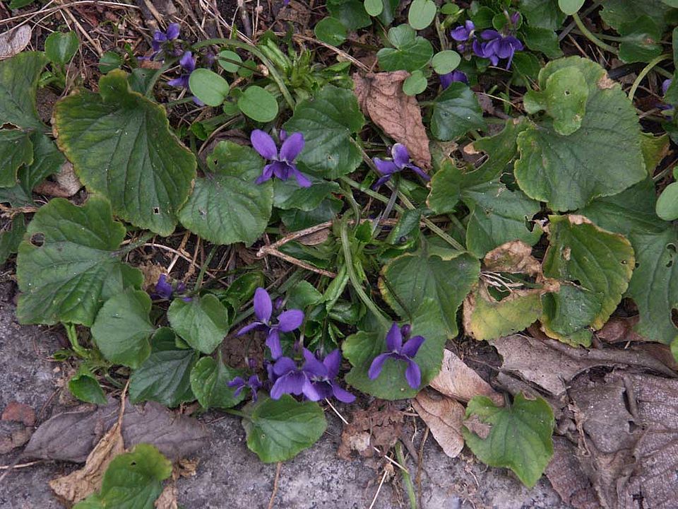 Viola odorata – März-Veilchen (Violaceae)