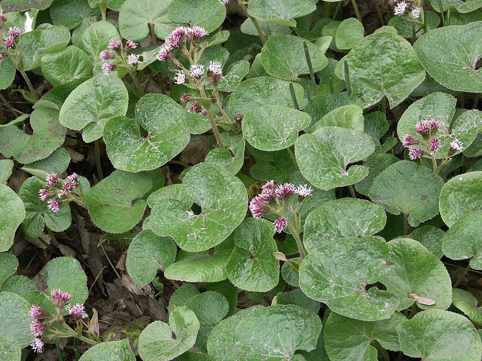 Petasites fragans – Duftende Pestwurz (Asteraceae)