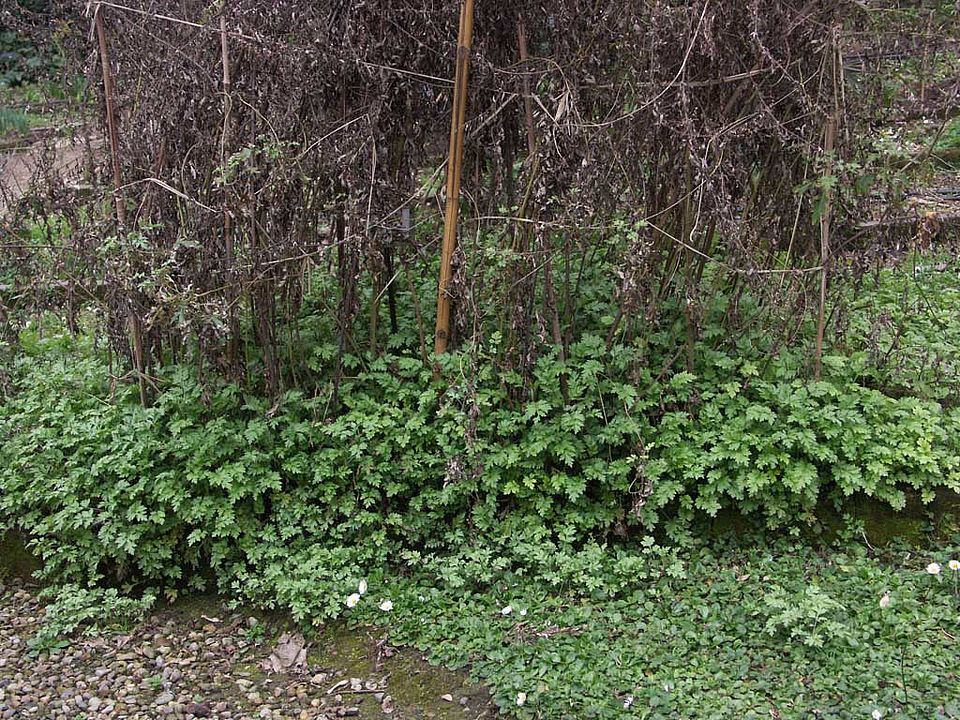 Artemisia princeps – Japanisches Moxakraut (Asteraceae)