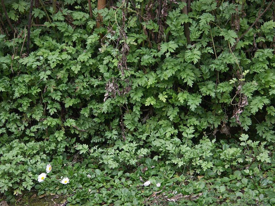 Artemisia princeps – Japanisches Moxakraut (Asteraceae)