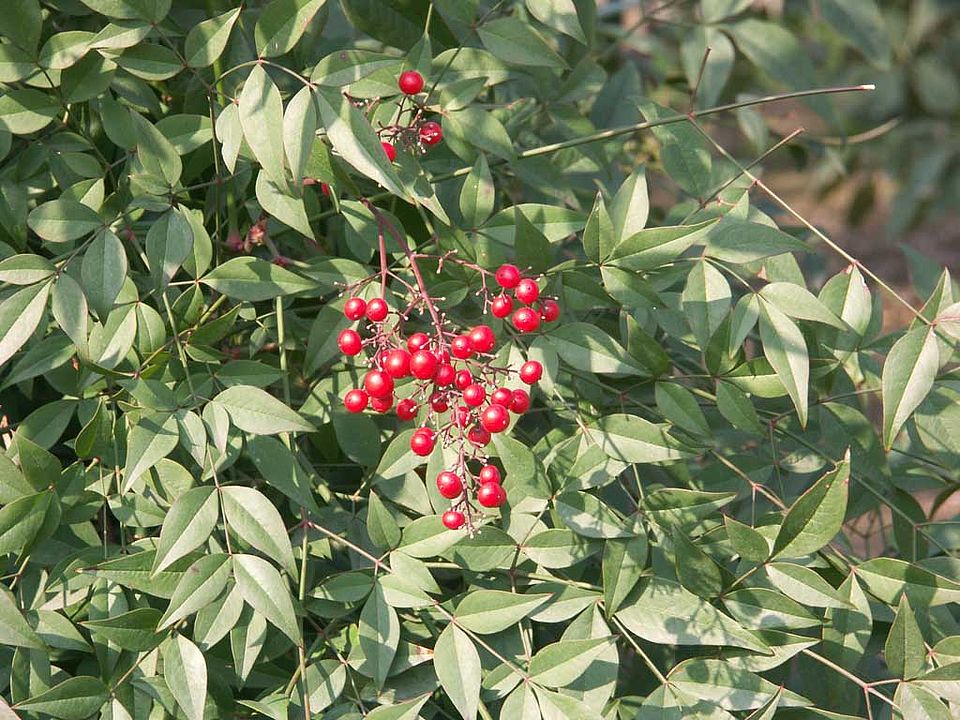 Nandina domestica – Himmelsbambus (Berberidaceae)
