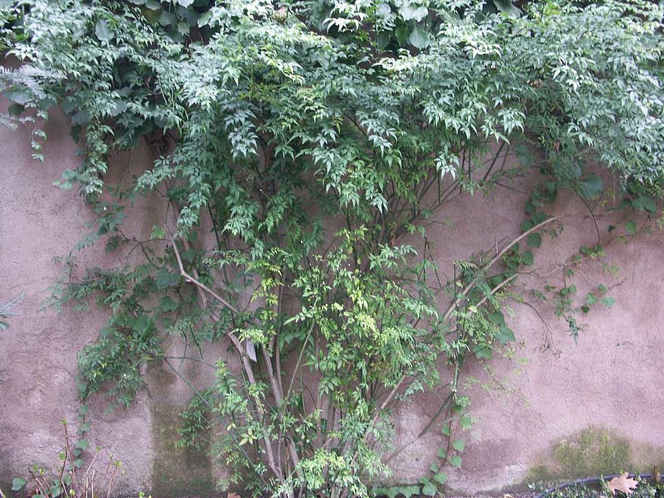 Jasminum humile – Gelber Jasmin (Oleaceae)