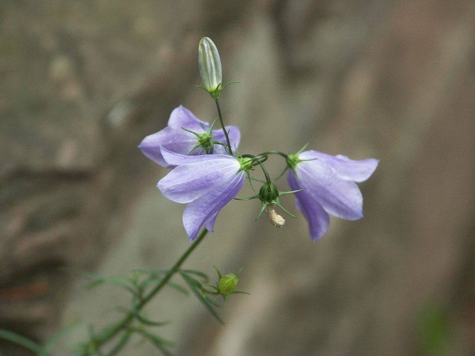  Campanula rotundifolia - Rundblätrige Glockenblume (Campanulaceae)