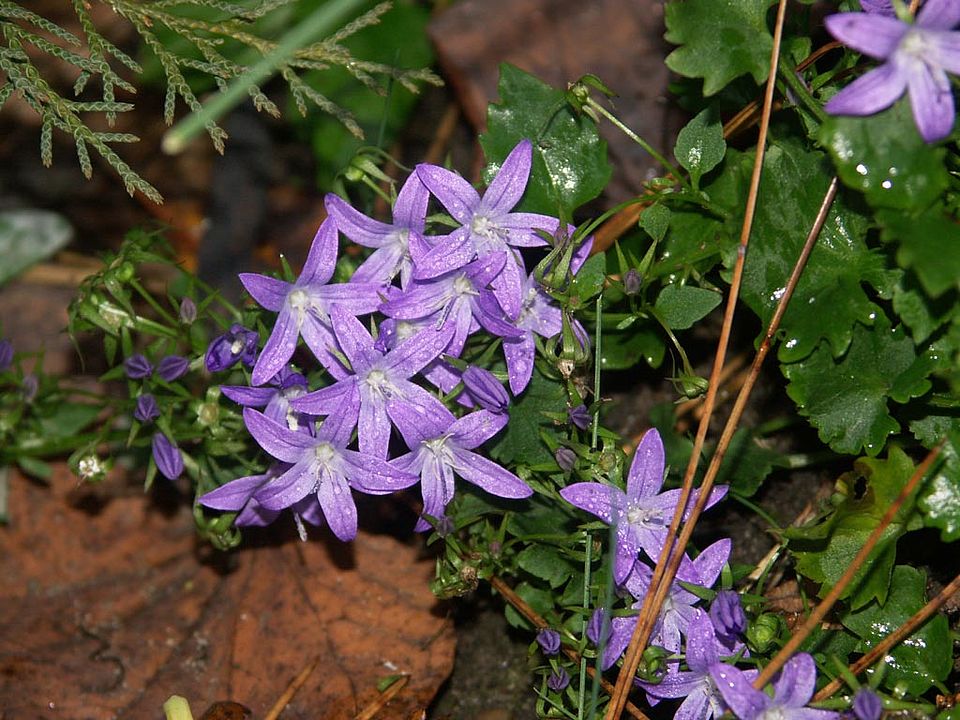  Campanula poscharskyana (Campanulaceae)