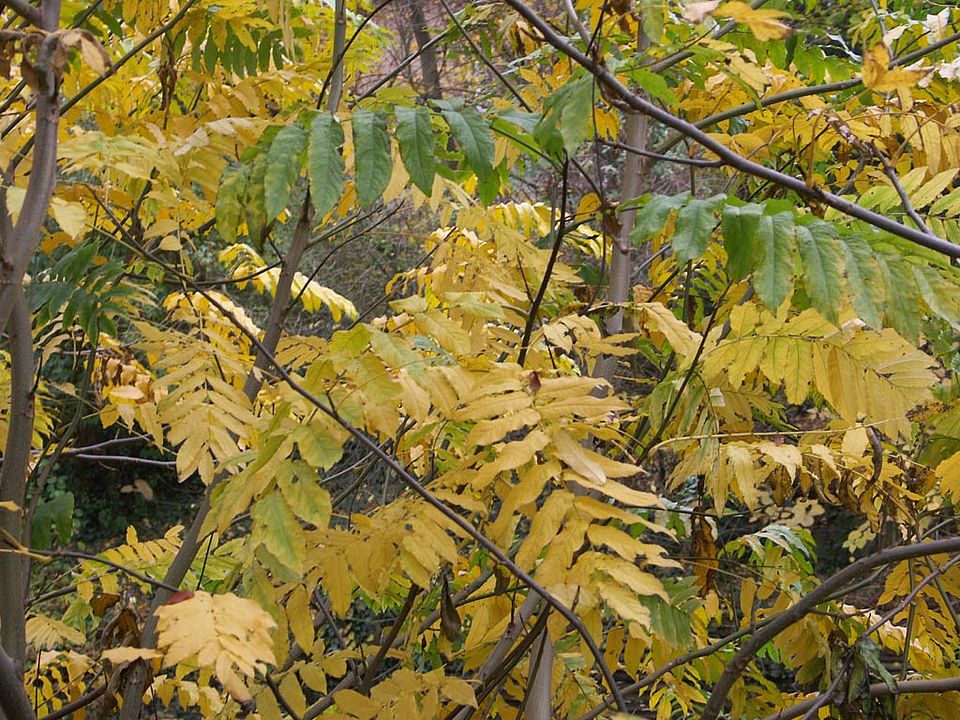 Pterocarya fraxinifolia - Kaukasische Flügelnuss (Juglandaceae)