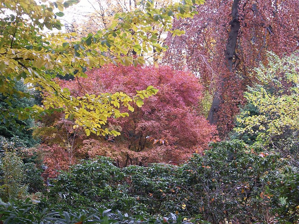 Laubfärbung im Botanischen Garten am 19. November 2006