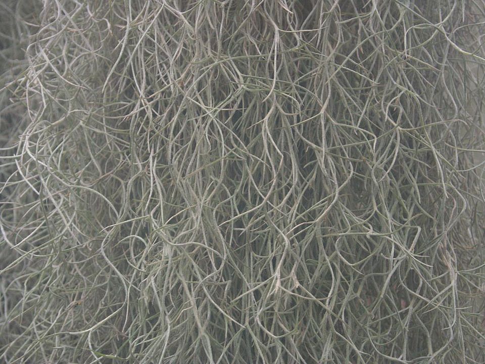 Tillandsia usneoides (Bromeliaceae)