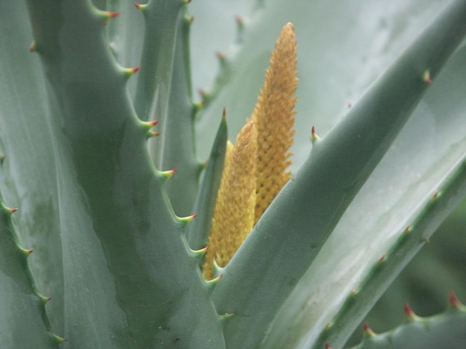  Aloe rupestris (Aloeaceae / Liliaceae)