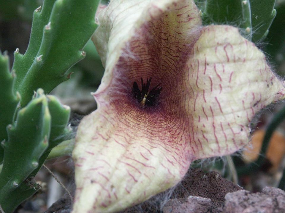 Stapelia cf. grandiflora - Aasblume (Asclepiadaceae)