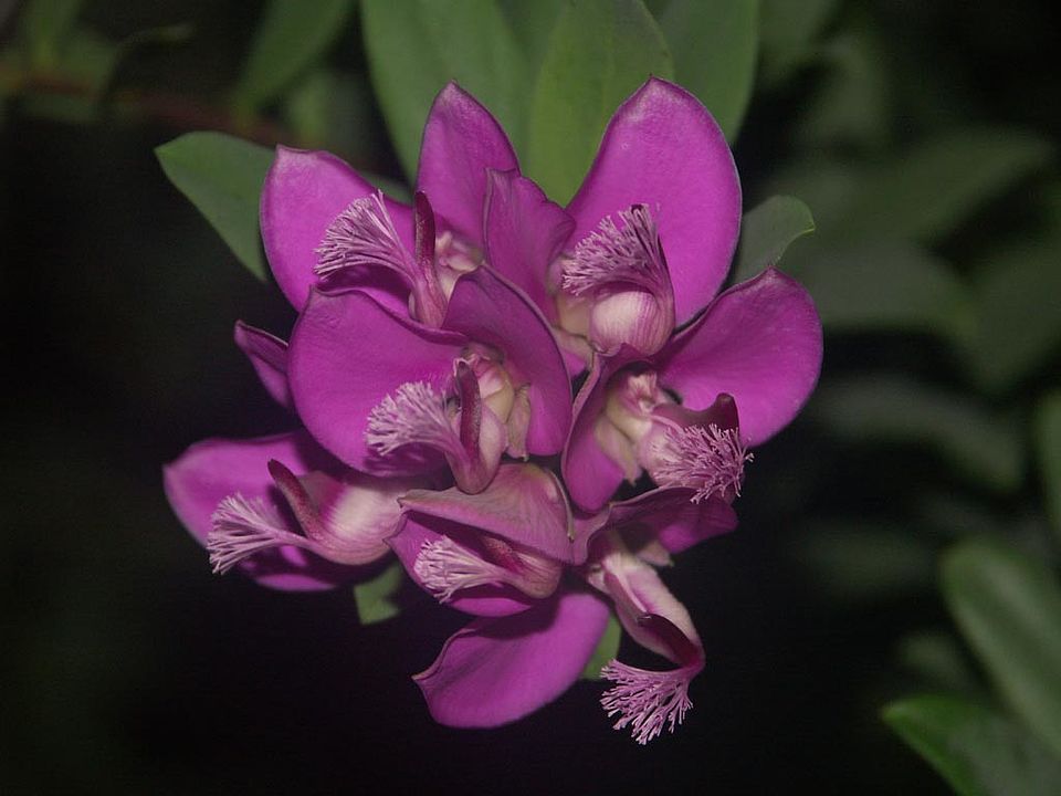   Polygala myrtifolia - Myrtenblättrige Kreuzblume (Polygalaceae)