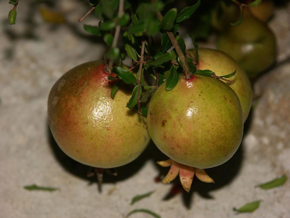  Punica granatum - Granatapfel (Punicaceae)