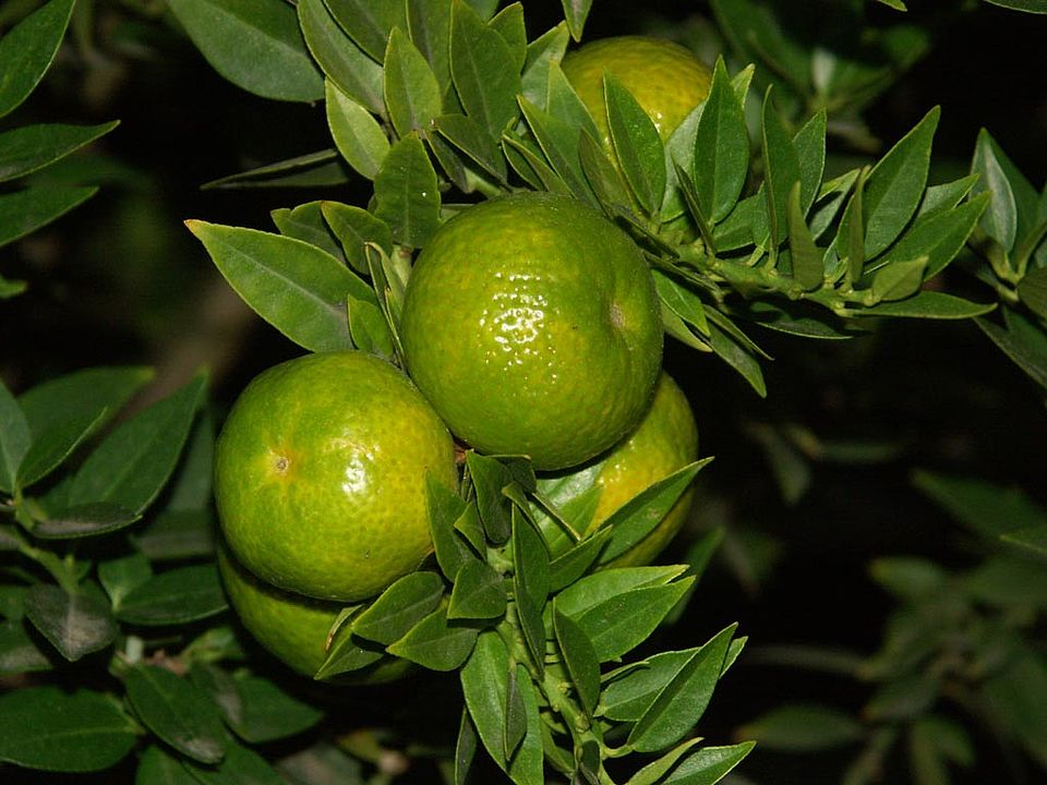  Citrus myrtifolia (Rutaceae)