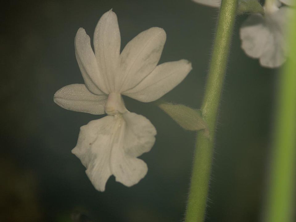 Calanthe vestita (Orchidaceae)