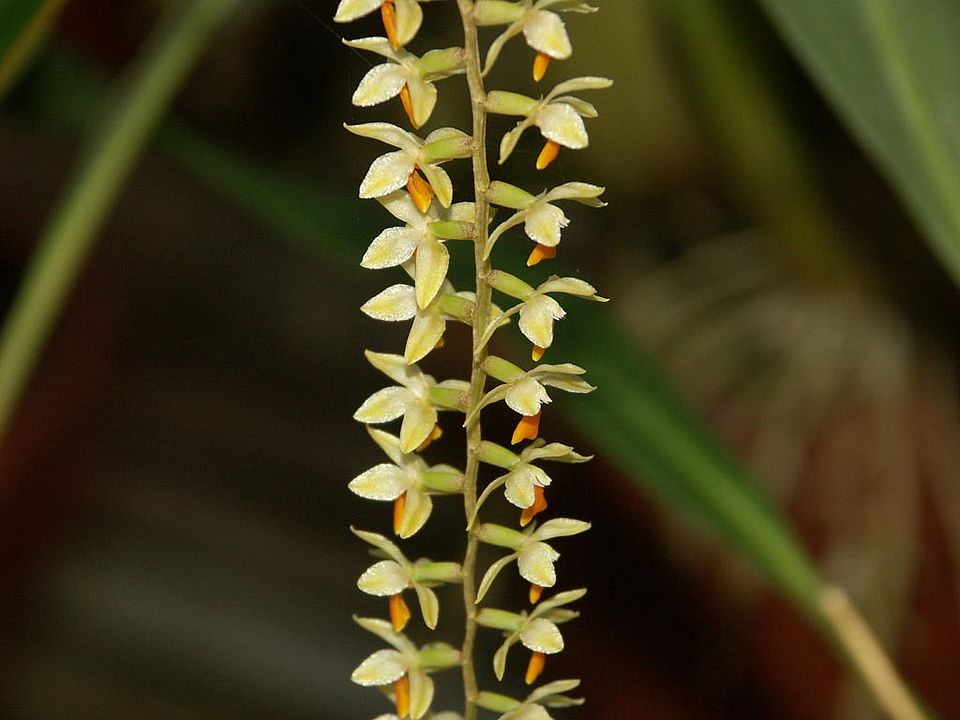Dendrochilum cobbianum (Orchidaceae)