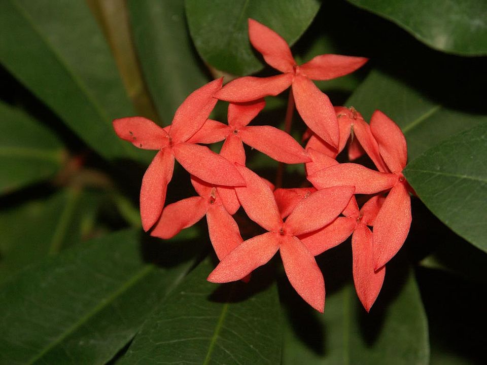 Ixora coccinea (Rubiaceae)