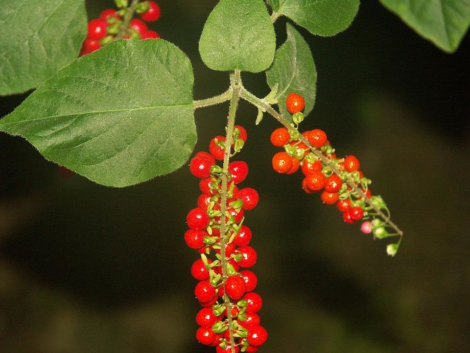 Ruellia blumei (Acanthaceae)