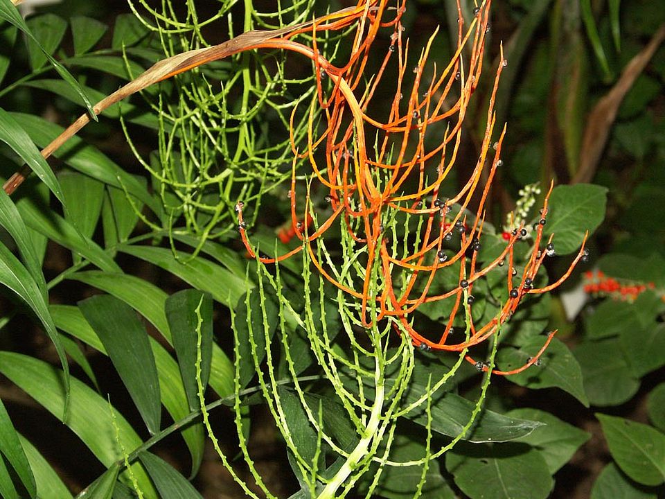 Chamaedorea elegans (Arecaceae)