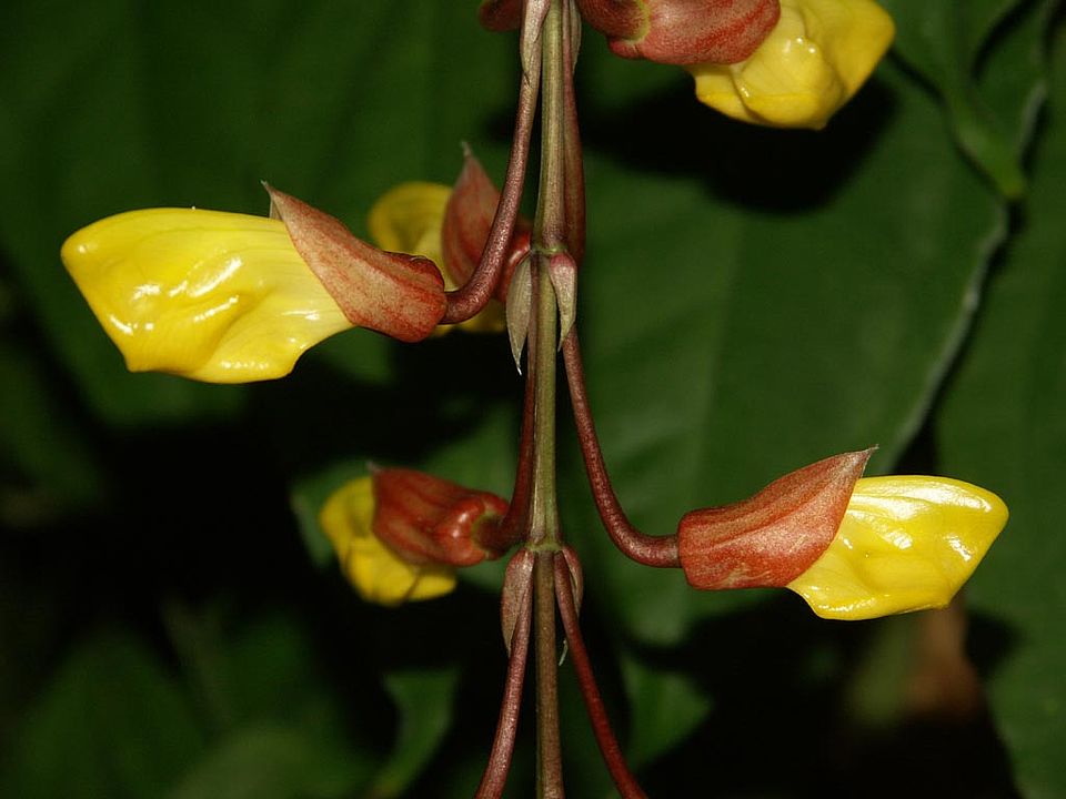 Thunbergia mysorensis (Acanthaceae)