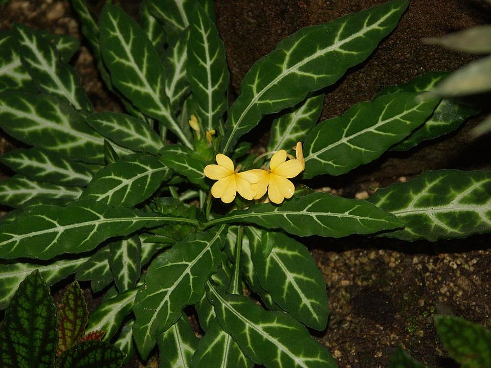 Crossandra pungens (Acanthaceae)